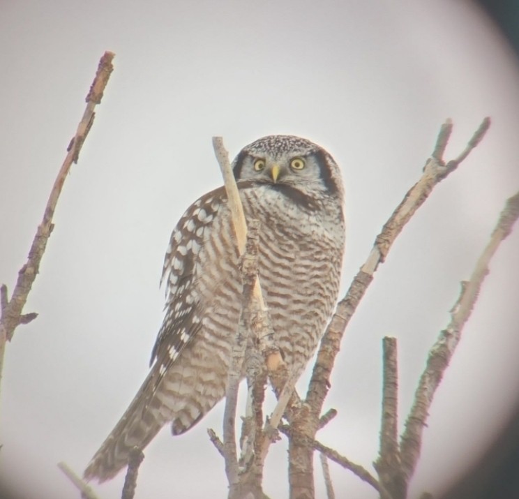 Northern Hawk Owl - Braden Collard