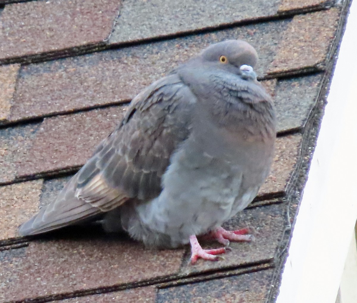 Rock Pigeon (Feral Pigeon) - ML521069561