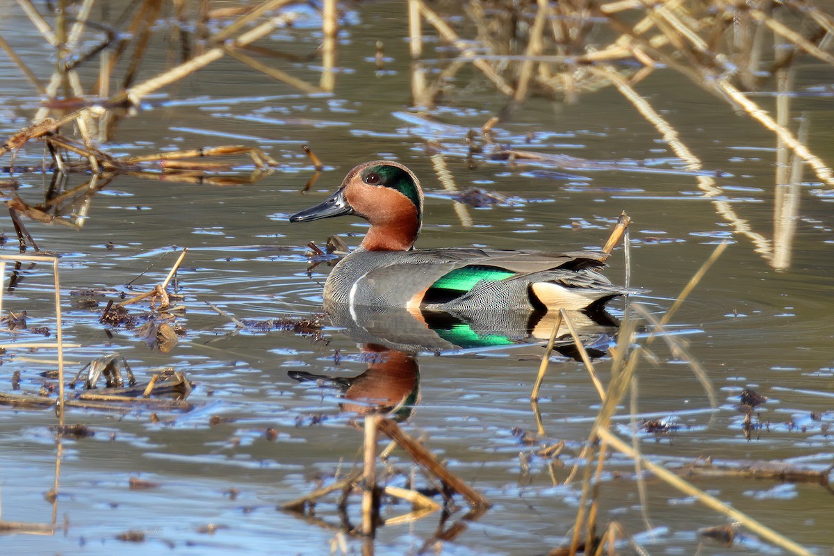 Green-winged Teal - ML521071991