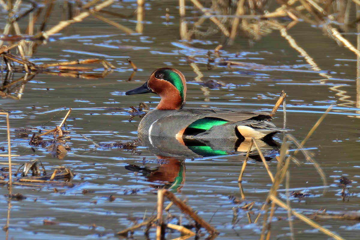 Green-winged Teal - ML521072001