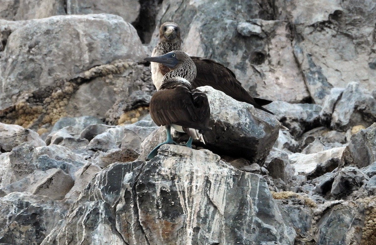Blue-footed Booby - ML521077771