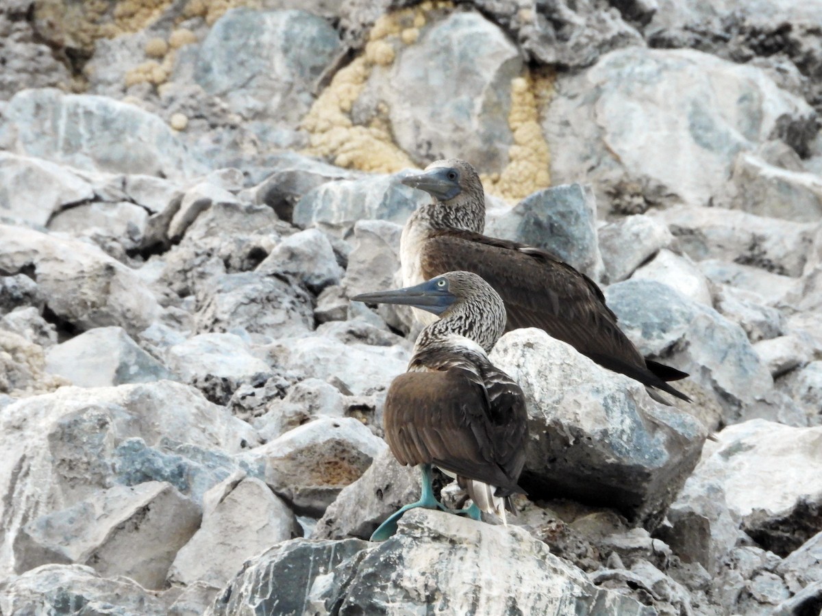 Blue-footed Booby - ML521077781