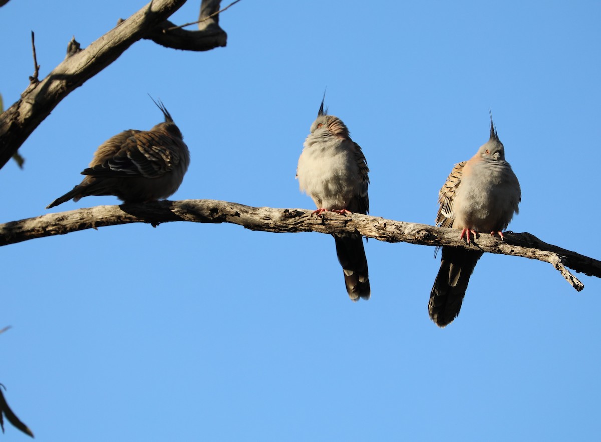 Crested Pigeon - ML521088971