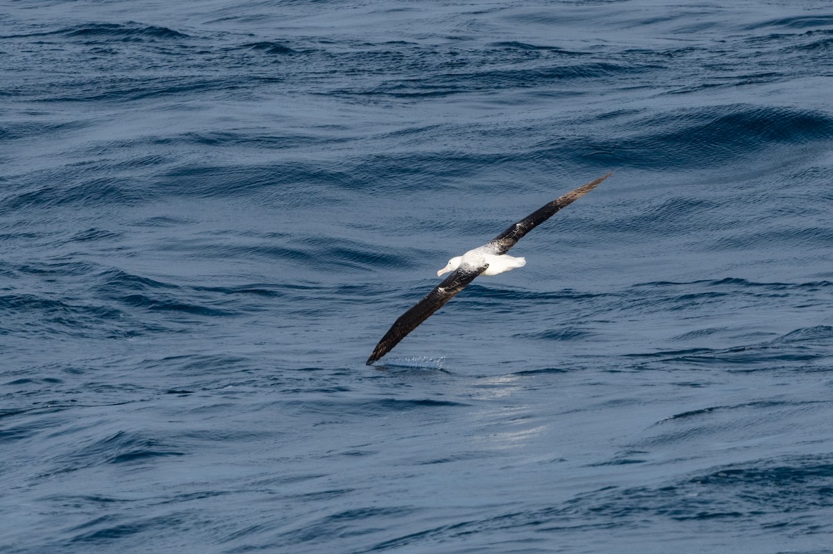 Northern/Southern Royal Albatross - ML521091071