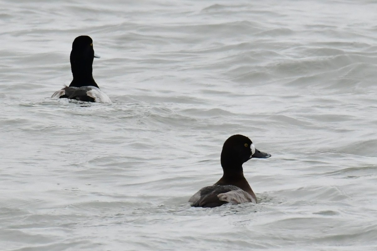 Greater Scaup - ML521091511