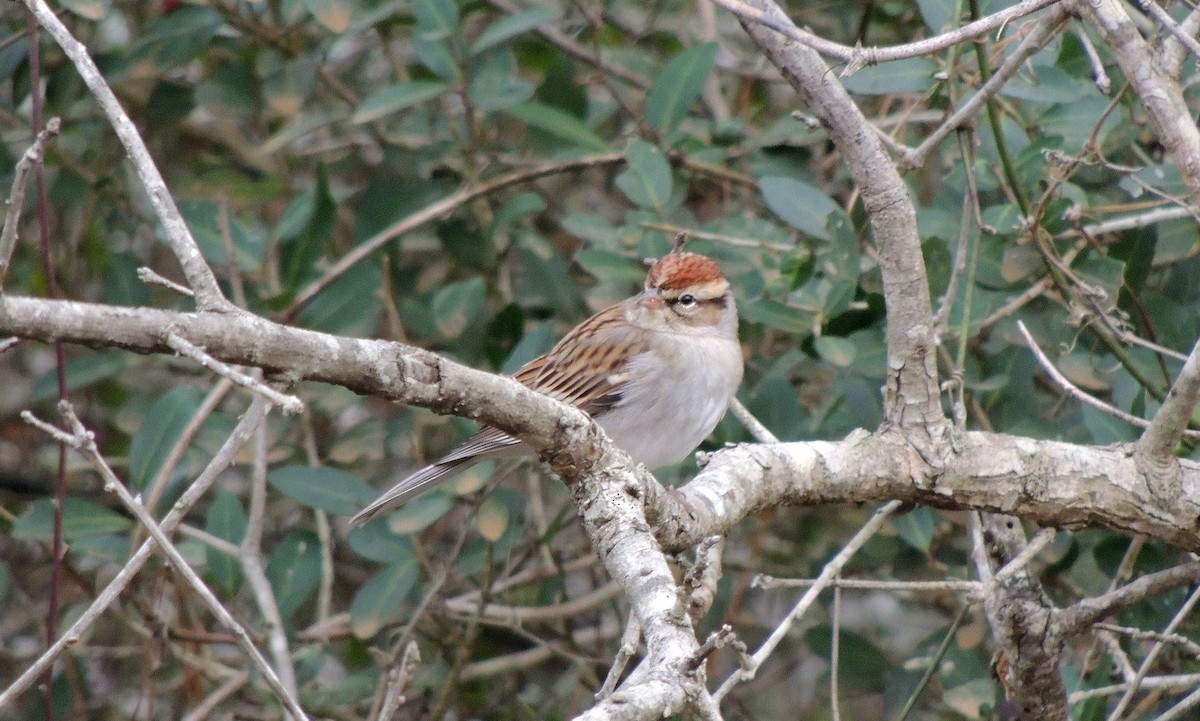 Chipping Sparrow - ML52109951