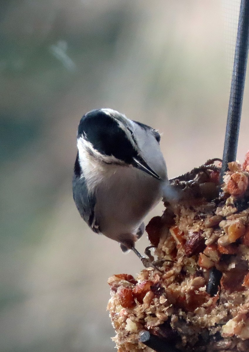 White-breasted Nuthatch - ML521107431
