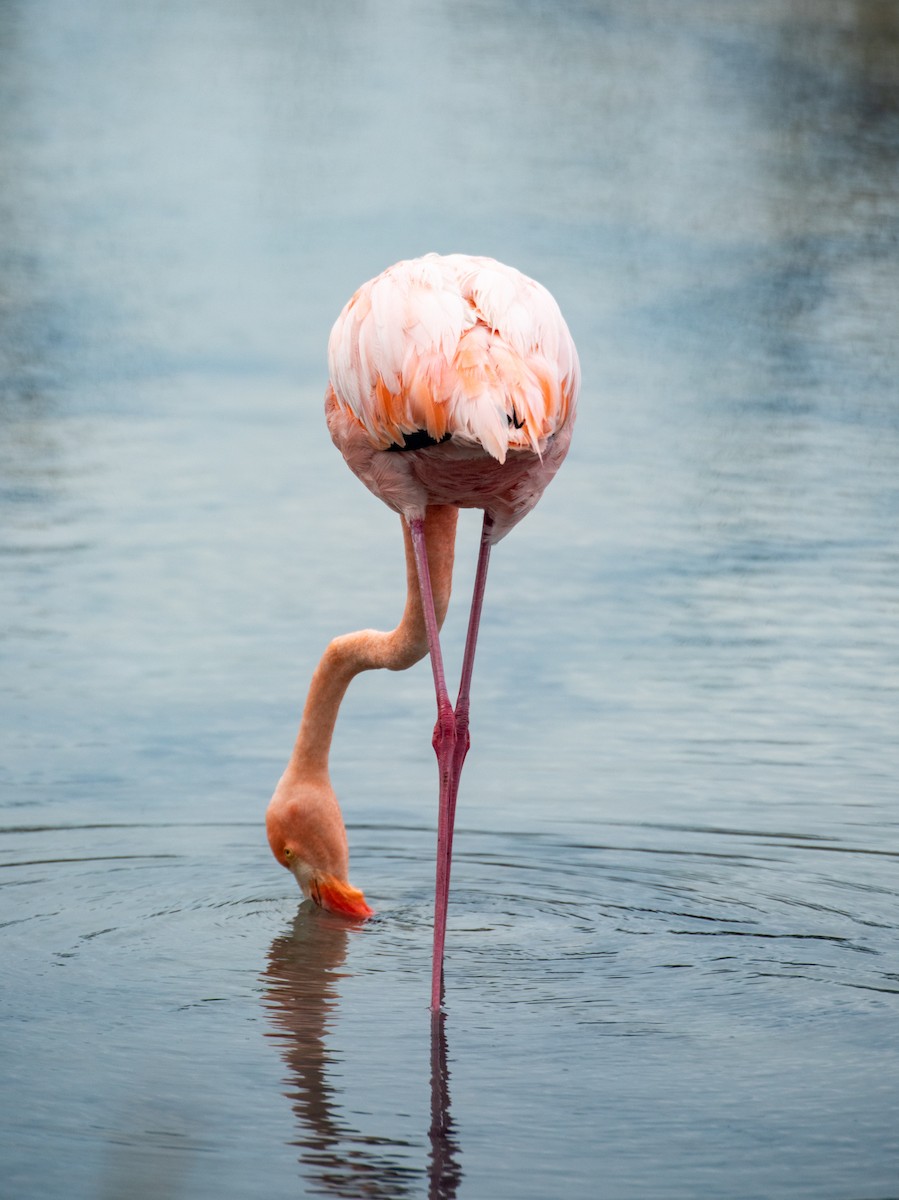 American Flamingo - ML521107441