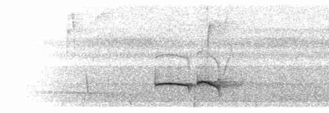  - Yellow-crowned Tyrannulet