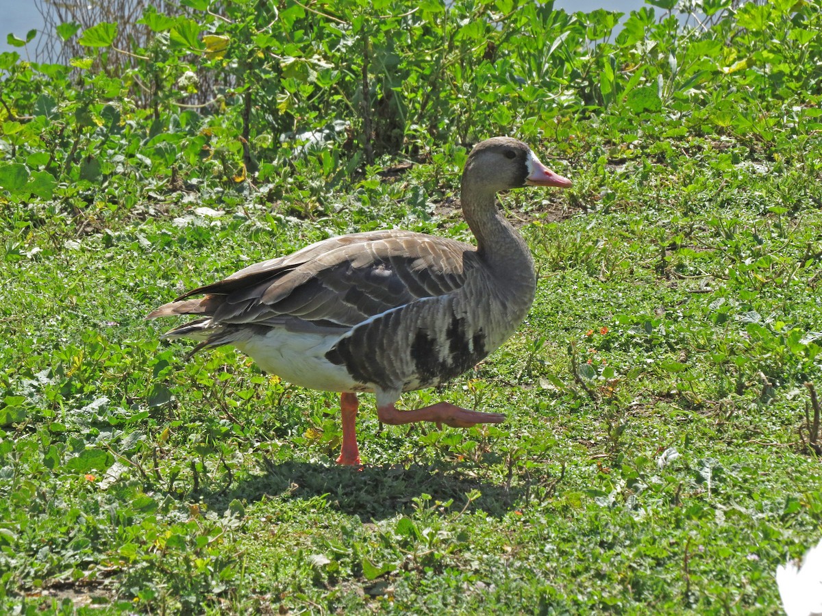 Greater White-fronted Goose - ML52111071