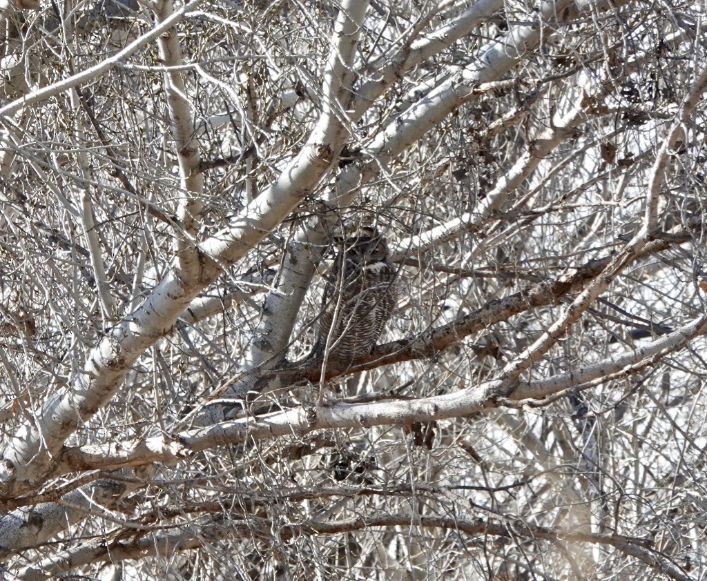 Great Horned Owl - ML521113611
