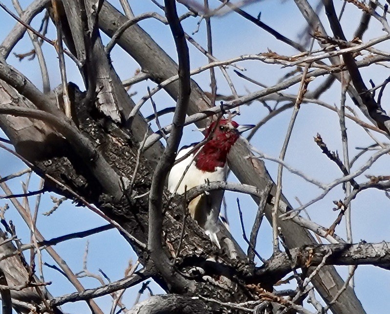 Red-headed Woodpecker - ML521115661