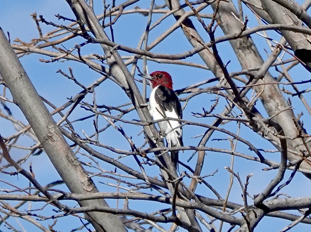 Red-headed Woodpecker - ML521115671