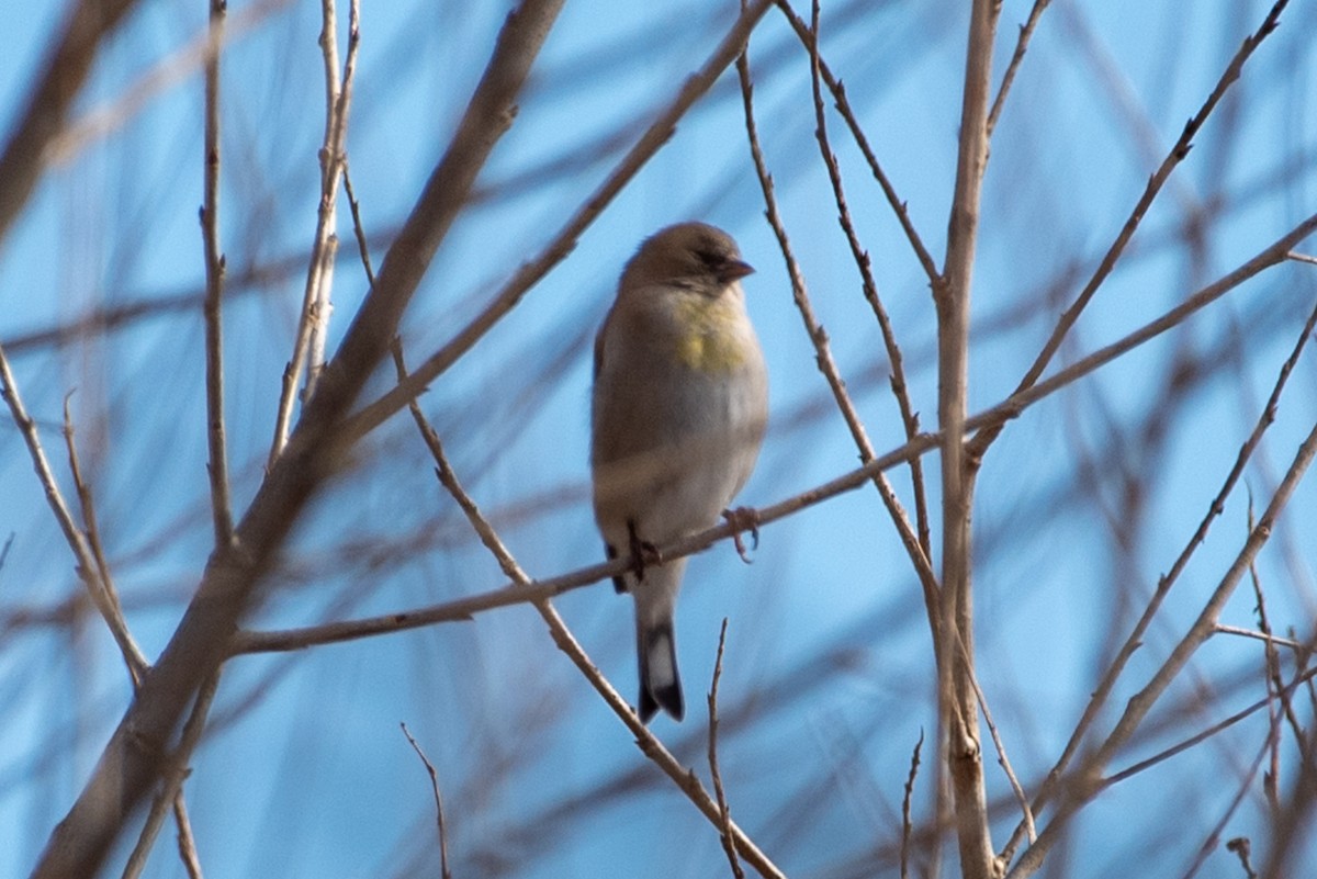 Lawrence's Goldfinch - ML521120981