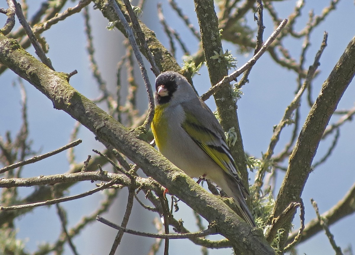 Lawrence's Goldfinch - ML52112181