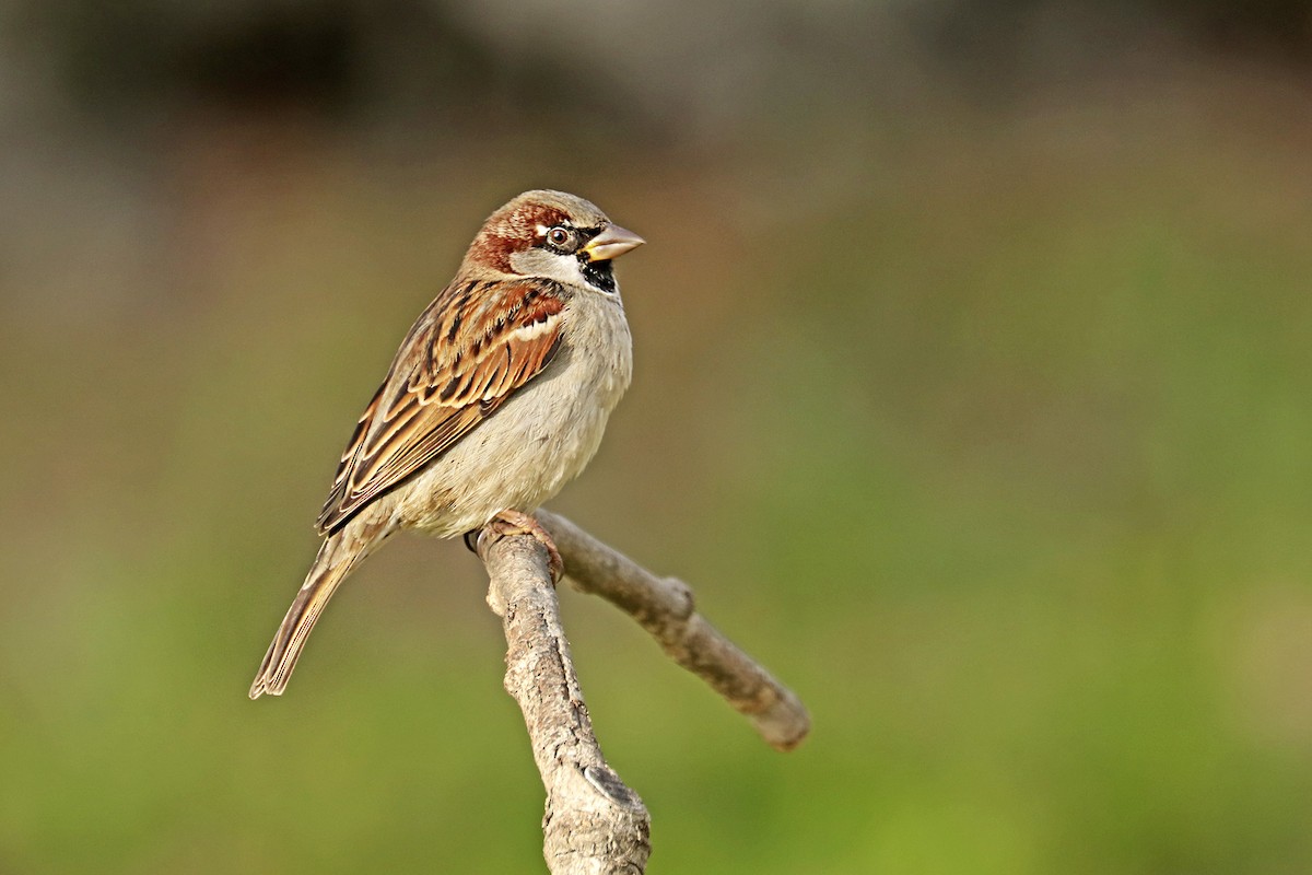 House Sparrow - ML521123281