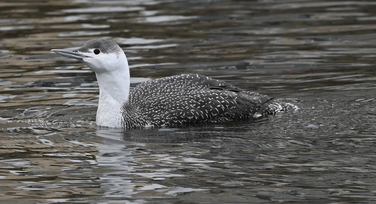 Red-throated Loon - ML521127171