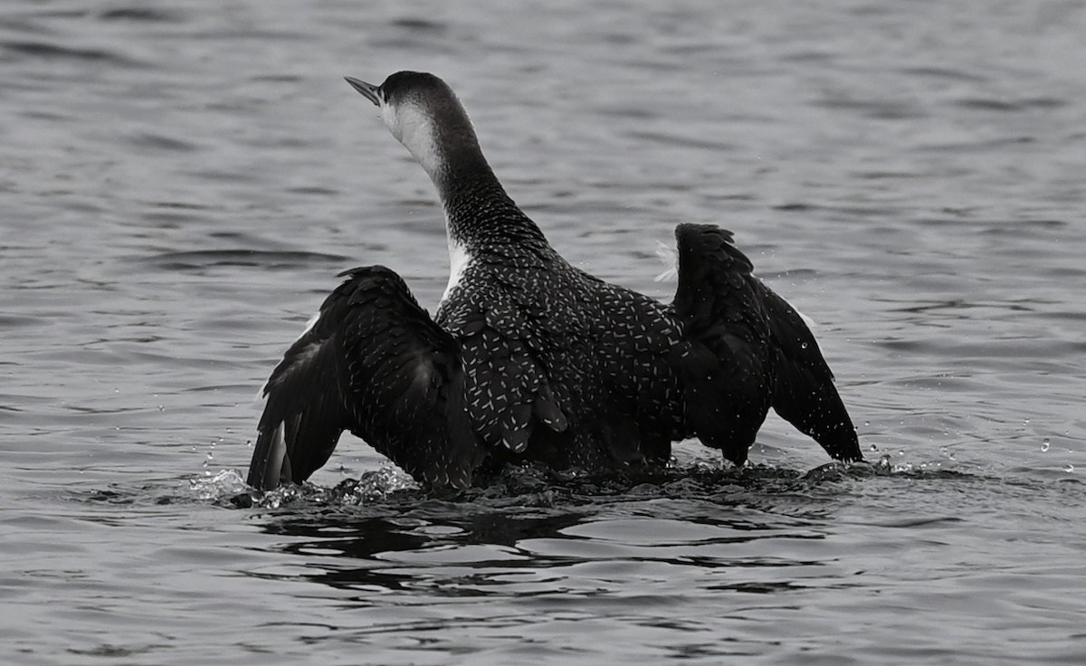 Red-throated Loon - ML521127181