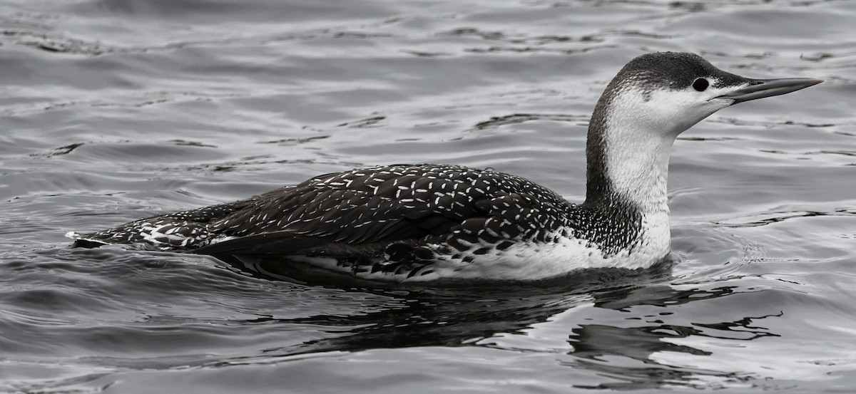 Red-throated Loon - ML521127191