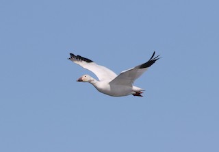 Snow Goose, ML52113001