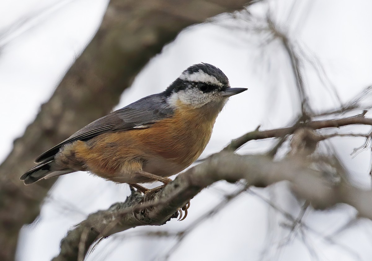 Red-breasted Nuthatch - Laura Keene
