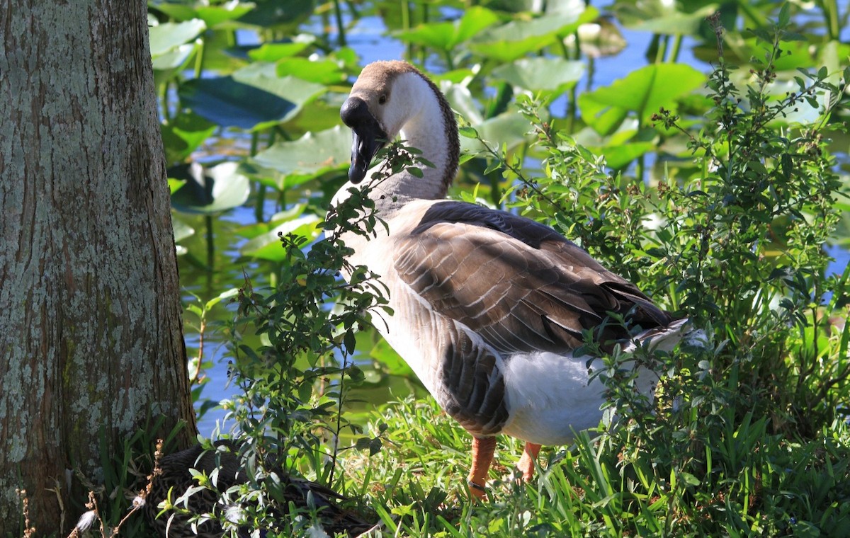 eBird Checklist 6 Jan 2023 Lake Morton 25 species (+2 other taxa)