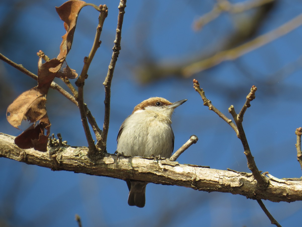 Brown-headed Nuthatch - ML52113351