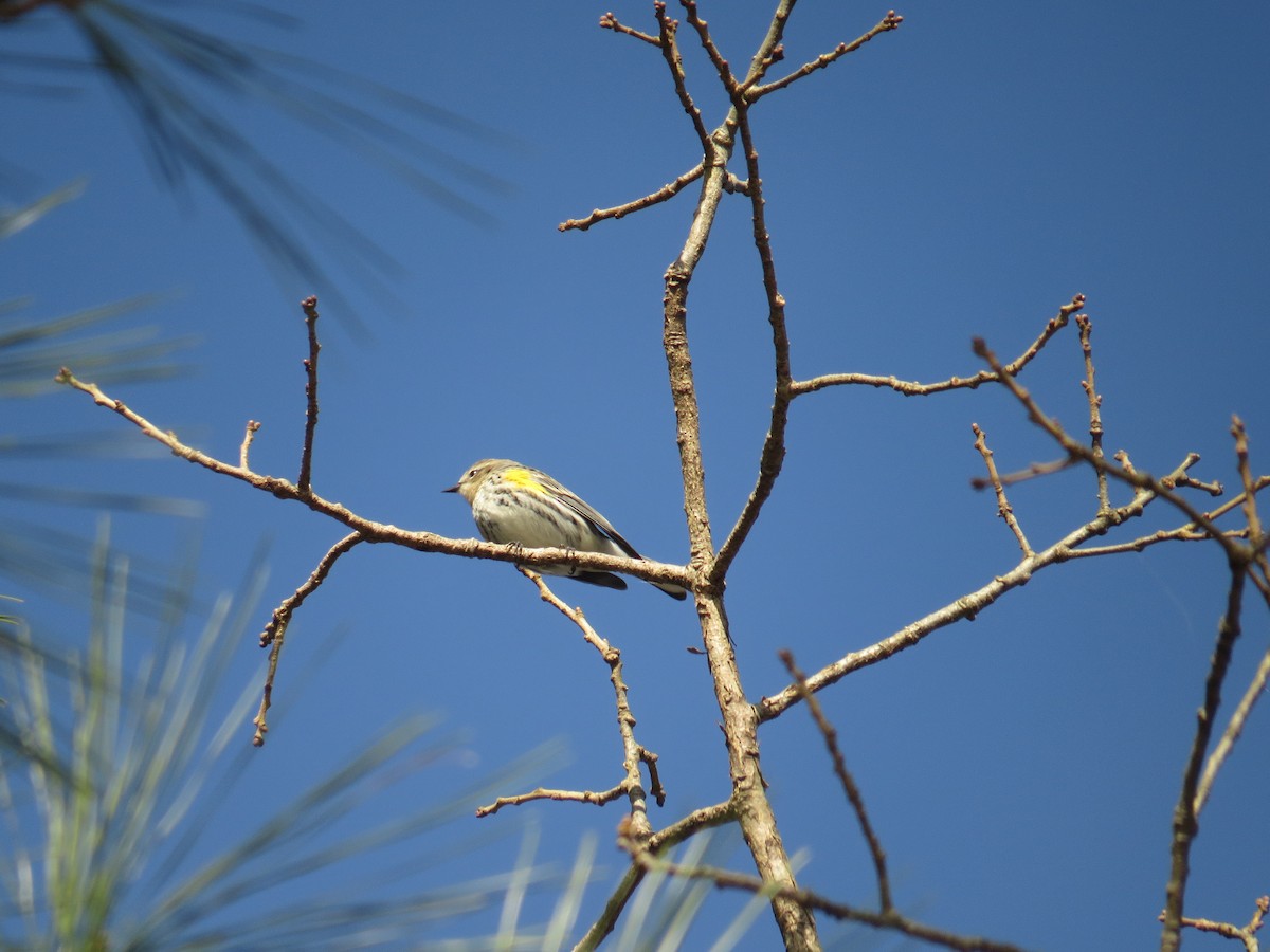 Yellow-rumped Warbler (Myrtle) - ML52113421