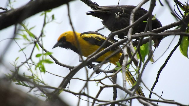 Yellow-tailed Oriole - ML521135071