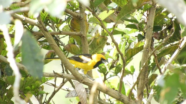 Yellow-tailed Oriole - ML521135601