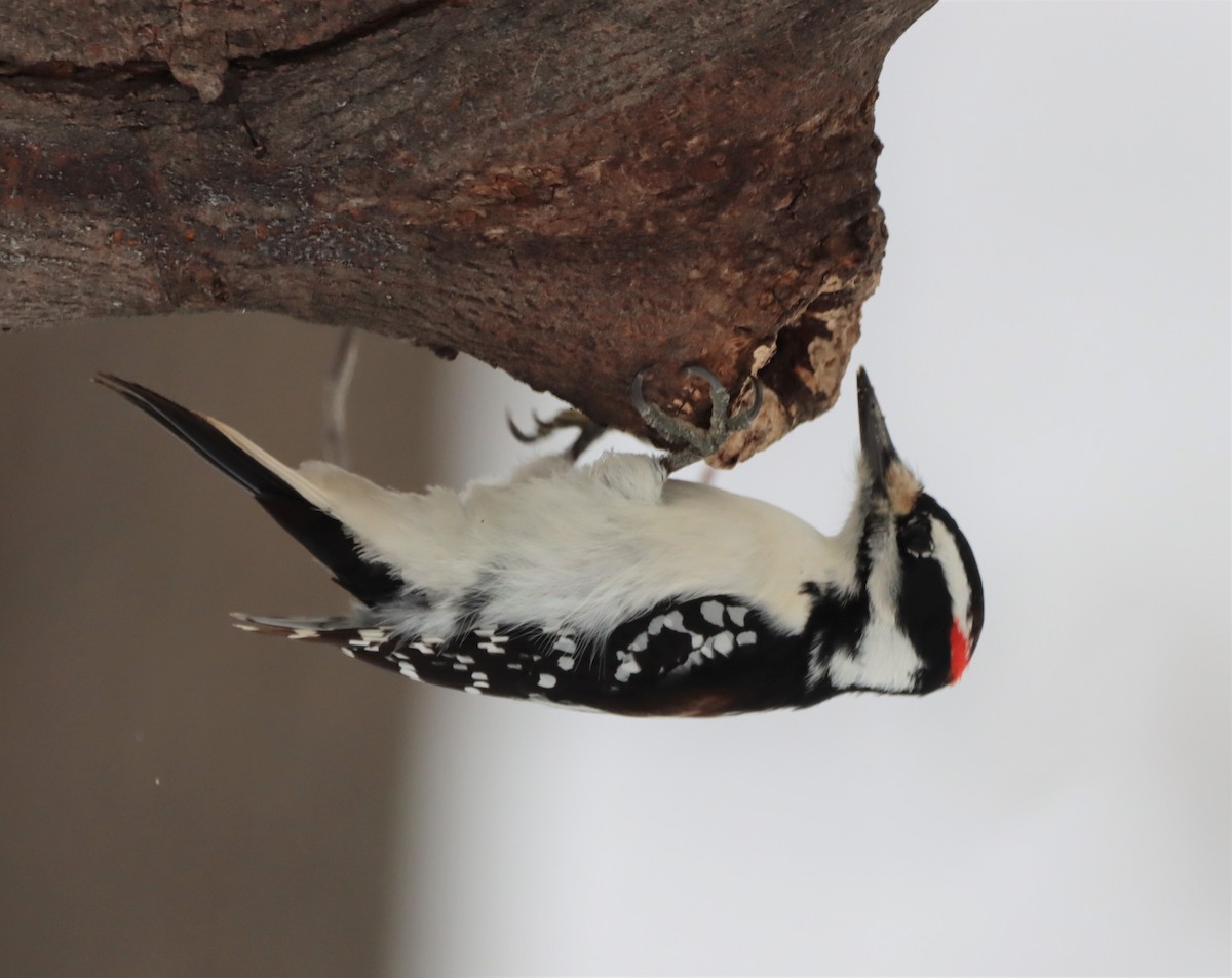 Hairy Woodpecker - ML521138661