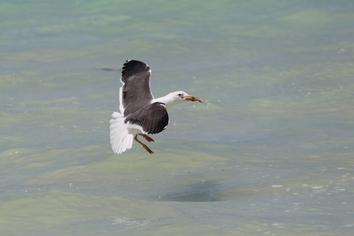 Lesser Black-backed Gull - Gis Segler
