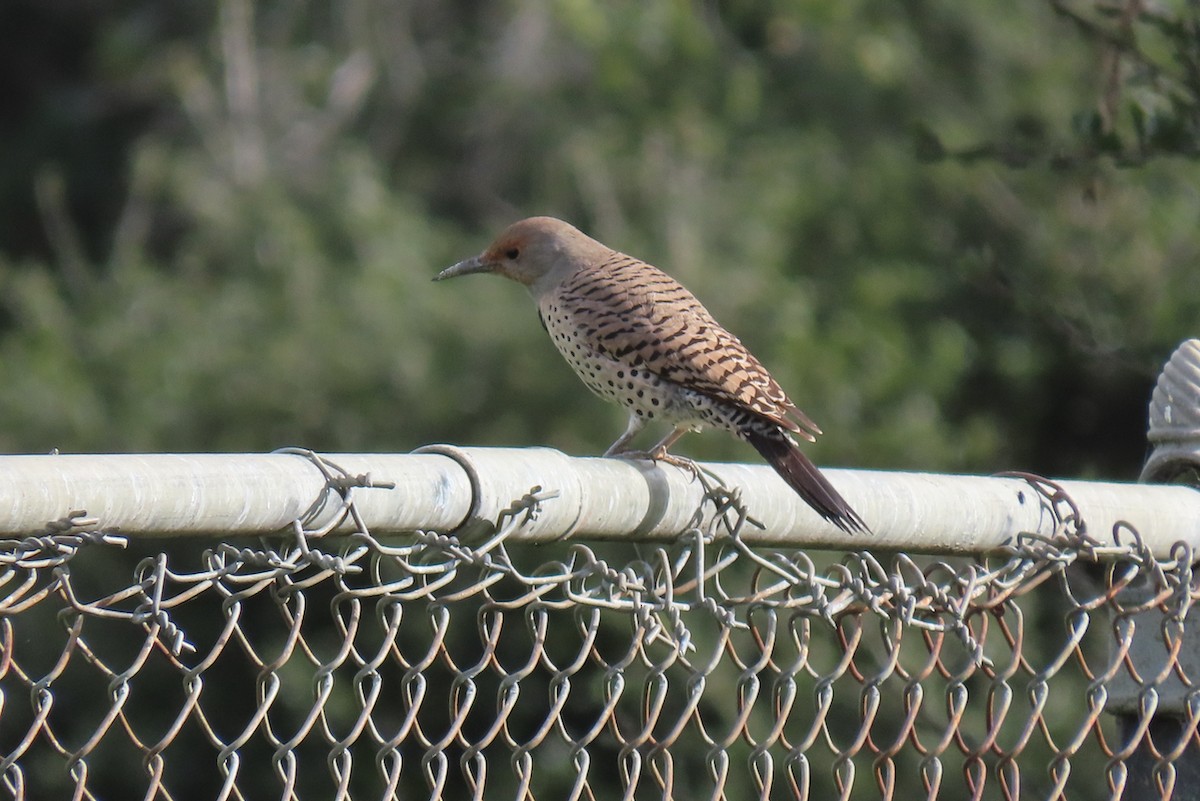 Northern Flicker (Red-shafted) - ML521148701