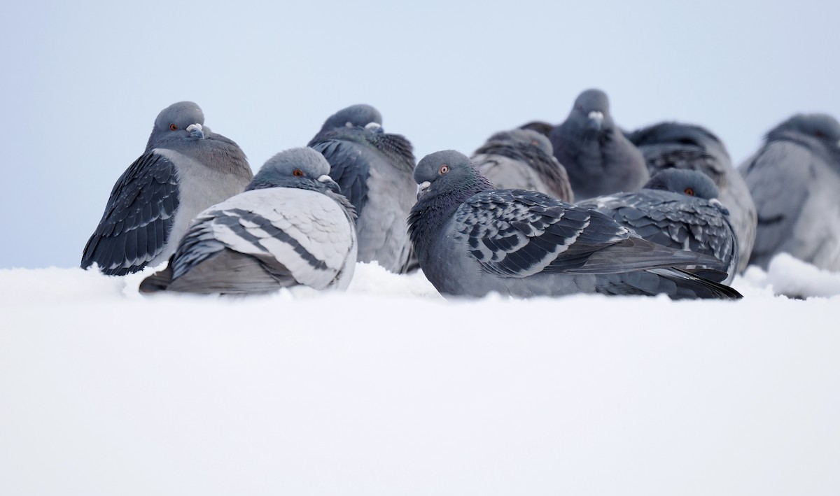 Rock Pigeon (Feral Pigeon) - Bruce Gates