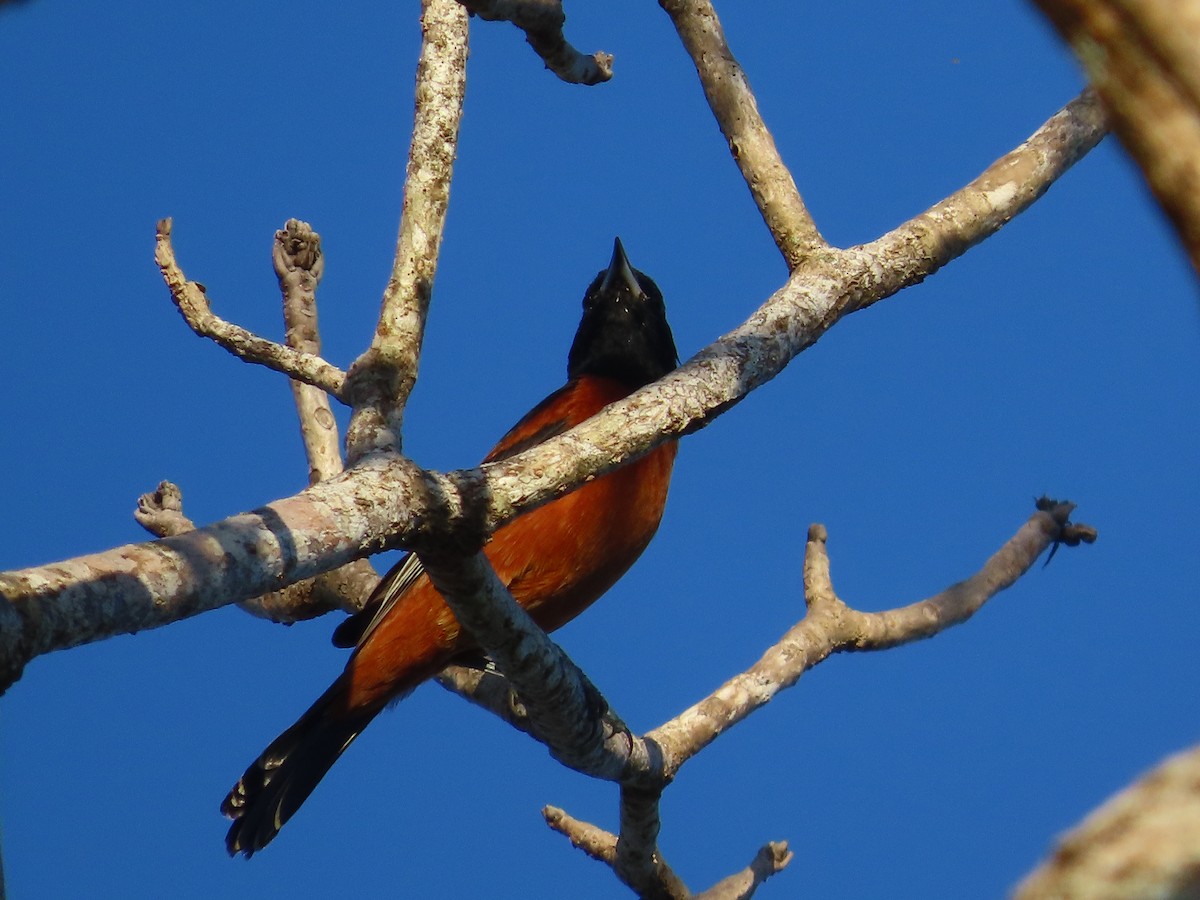 Orchard Oriole - ML521156921