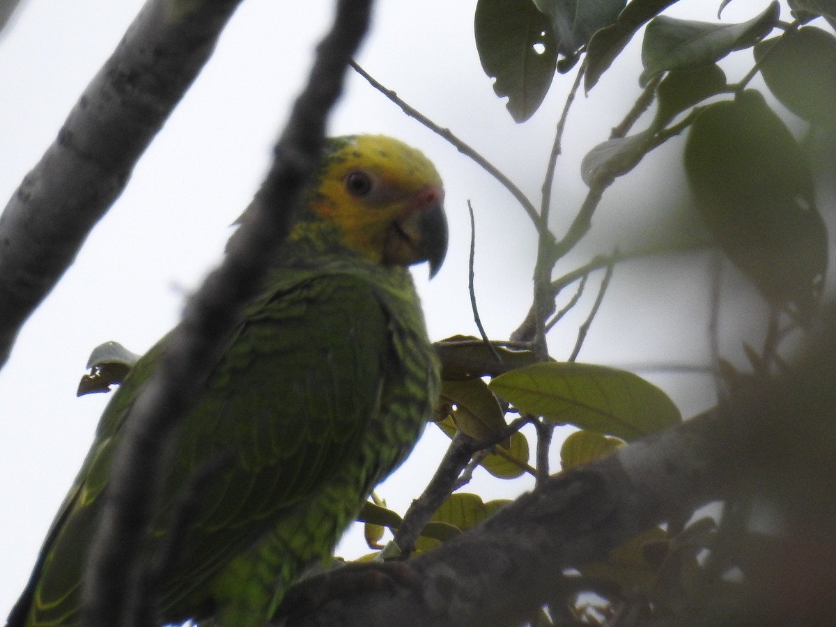 Yellow-faced Parrot - ML521160711