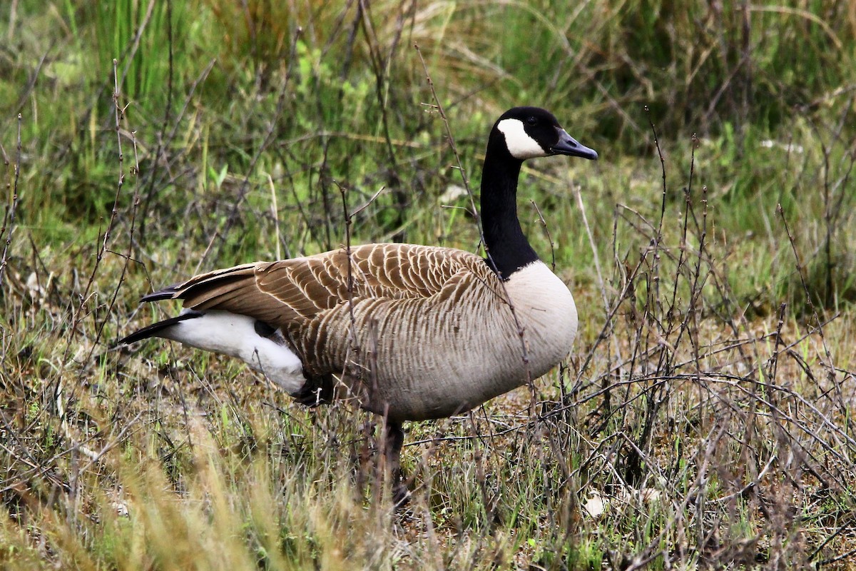 Canada Goose - Pauline and Ray Priest