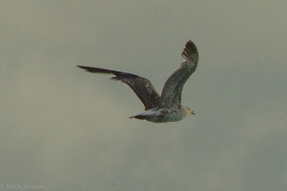 Lesser Black-backed Gull (taimyrensis) - ML52116511