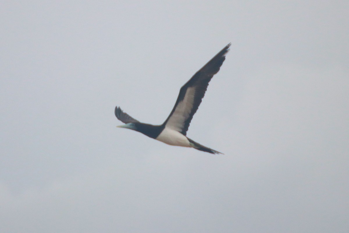 Brown Booby - ML521166441