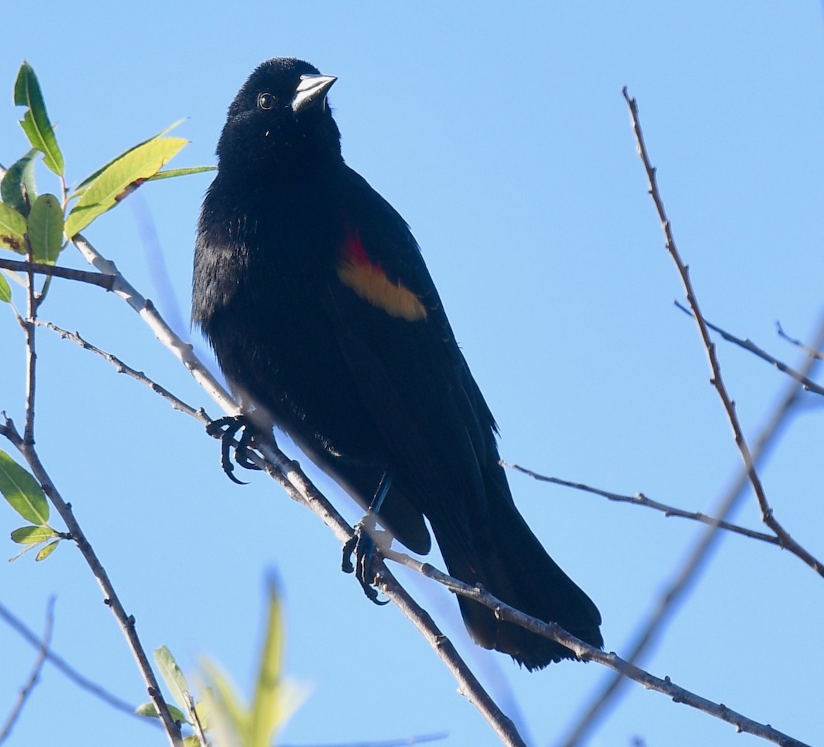 Red-winged Blackbird - ML521169671