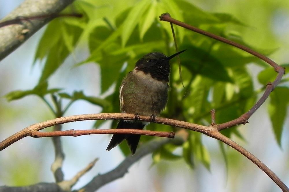 Ruby-throated Hummingbird - Colette Micallef