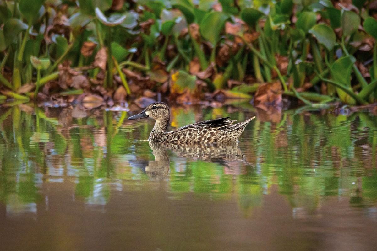 Blue-winged Teal - ML521175001