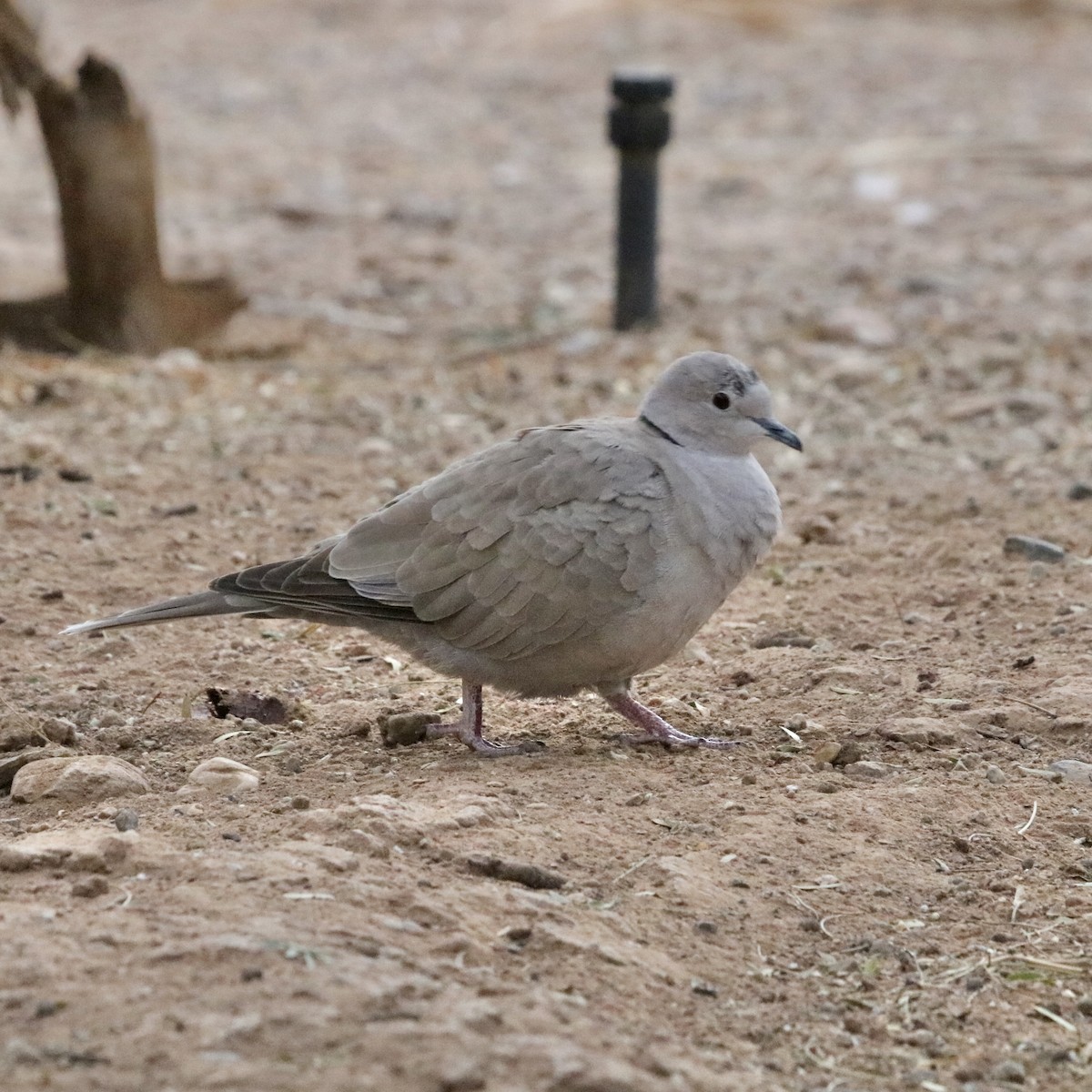 Eurasian Collared-Dove - Oliver Kew