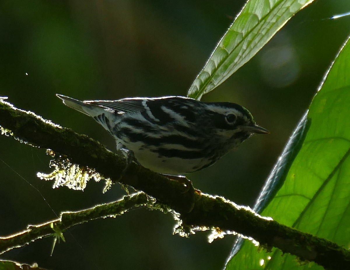 Black-and-white Warbler - ML52118001