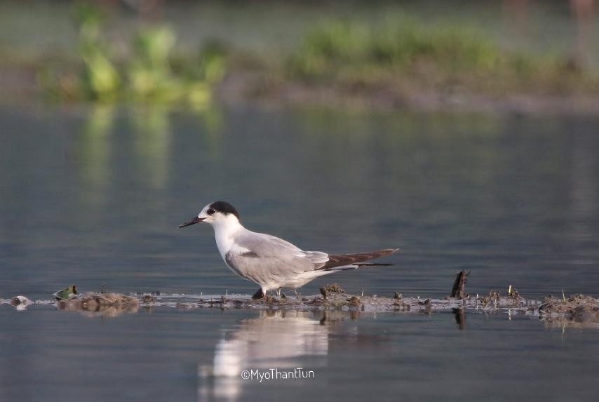 Common Tern - Myo Thant Tun