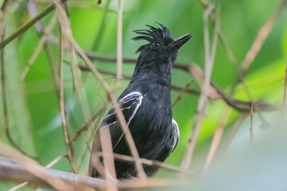 White-lined Antbird - ML521184981
