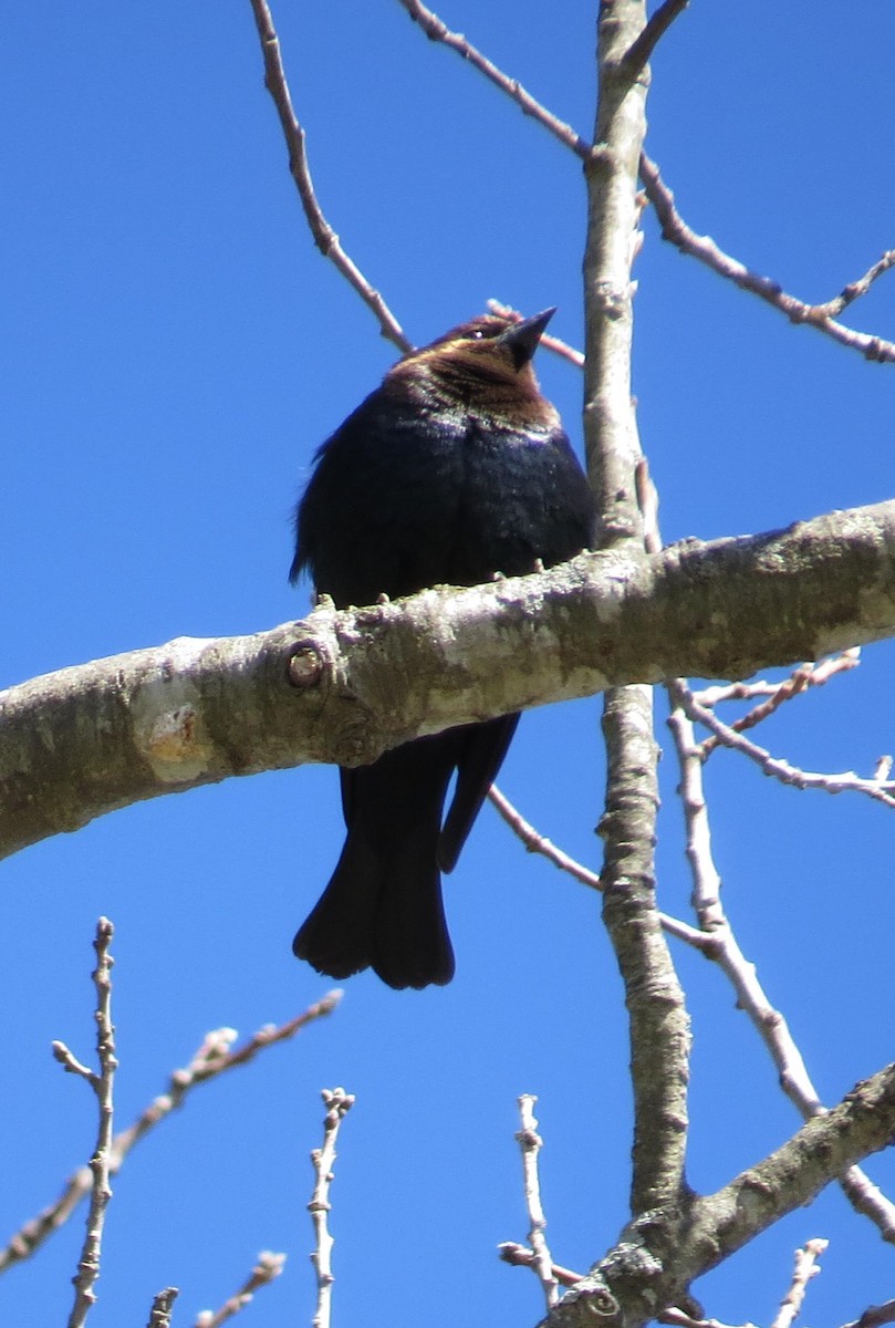 Brown-headed Cowbird - ML52118981