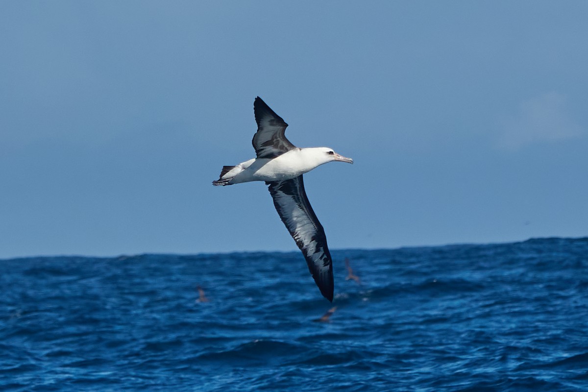 Laysan Albatross - ML521190261