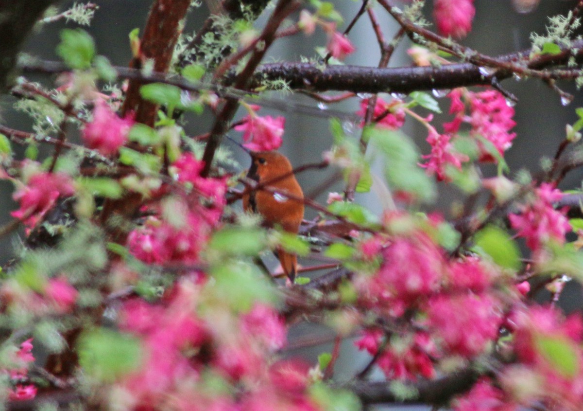 Rufous Hummingbird - ML52119041
