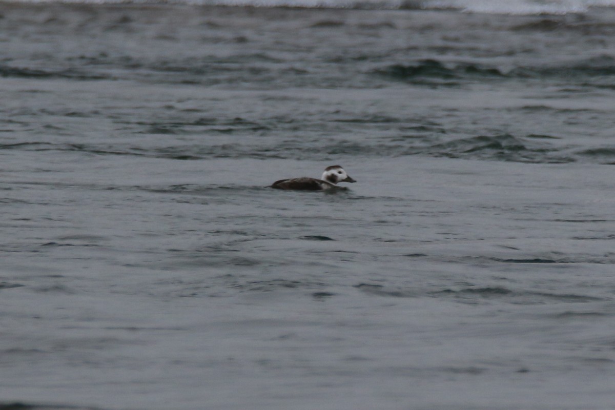 Long-tailed Duck - Barry Lyons